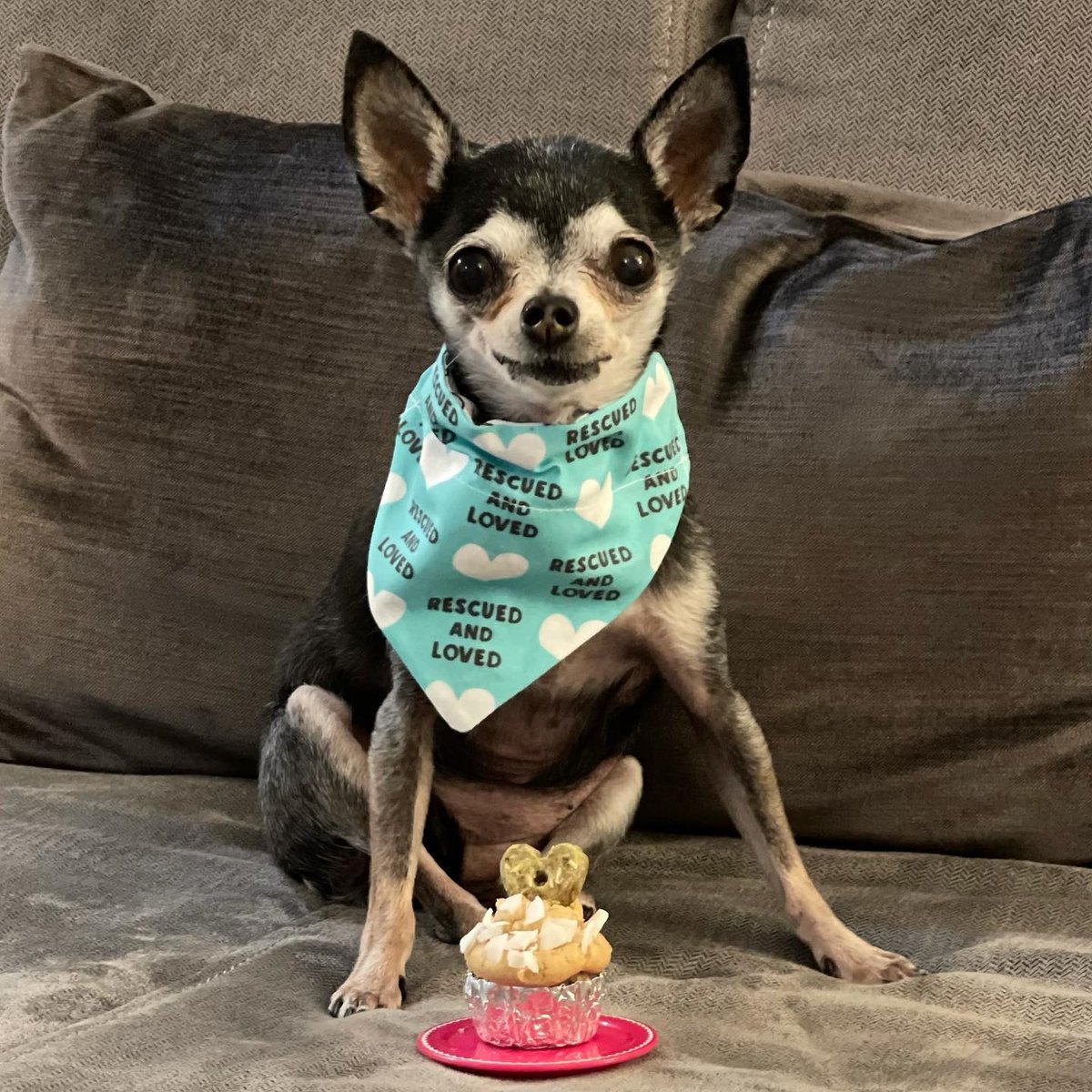 vdogfood's tweet photo. Olive sure seems happy with her yummy @lularoocupsandpups pupcake π§ topped with a v-dog wiggle biscuit! π #delish
π· @abbysbeachbabies
#vdog #kindkibble #vegandogs #vegandogfood #vegandogtreats #adoptdontshop #rescuedog #seniordogsrock #pupcake #smilingdog #happydog https://t.co/5kHCplgYvN
