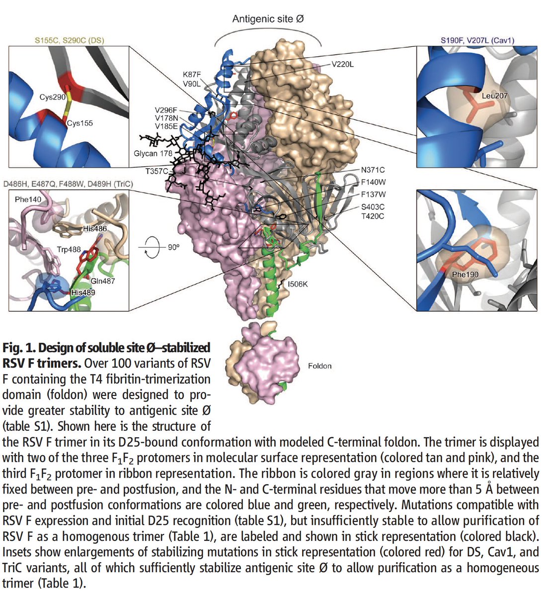 2. The  @ScienceMagazine paper in 2013 that was, in retrospect, a frontrunner for coronaviruses and  #SARSCoV2 sharing the property of membrane fusion and the need to stabilized the fusion protein to get effective vaccines https://science.sciencemag.org/content/sci/342/6158/592.full.pdf