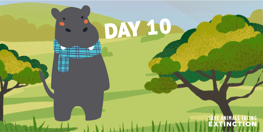 SaveAnimals's tweet photo. Day 10 || Hippos! 🦛
There are two types of hippo species in Africa, the large (common) hippo are found in East Africa’s grasslands and wetlands, while the small pygmy hippo dwells in West Africa’s forests.
#12DaysofEndangeredSpecies | #SaveHippos https://t.co/HtrblvTHpZ
