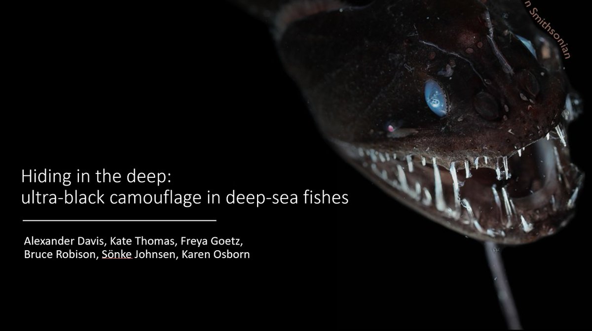 Sonke Johnsen (@sonkelab) on Twitter photo For #sicb2021, <a href="/AlexLDavis_/">Alexander L Davis</a>, @osbornLab, <a href="/katiethomas10/">Katie Thomas 🦑</a>, <a href="/FreyaGoetz/">Freya Goetz</a>, Bruce Robison, and I will be discussing how deep-sea fishes absorb more light than almost anything else on the planet, and why it matters.
#colsci sicbannualmeeting.pathable.co/meetings/virtu… For #sicb2021, <a href="/AlexLDavis_/">Alexander L Davis</a>, @osbornLab, <a href="/katiethomas10/">Katie Thomas 🦑</a>, <a href="/FreyaGoetz/">Freya Goetz</a>, Bruce Robison, and I will be discussing how deep-sea fishes absorb more light than almost anything else on the planet, and why it matters.
#colsci sicbannualmeeting.pathable.co/meetings/virtu…