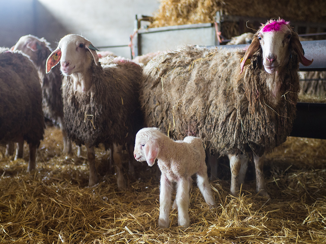 QueseriaCortas's tweet photo. ¡En #FincaLasCortadeBlas ya están naciendo los primeros #corderitos🐑 de la temporada y eso significa que dentro de muy poco, en #QueseríaLasCortas, podremos volver a elaborar todos #nuestrosproductoslácteos!! 🍶 🧀 https://t.co/oZIaaPh64b
