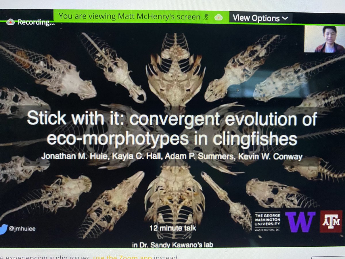 mwestneat's tweet image. Clingfishes! How so clingy? Great talk by @jmhuiee looking at head shape and suction disk anatomy using 3D #morphometrics and cool phylomorphospace analysis. Contender for best title slide! #SICB2021