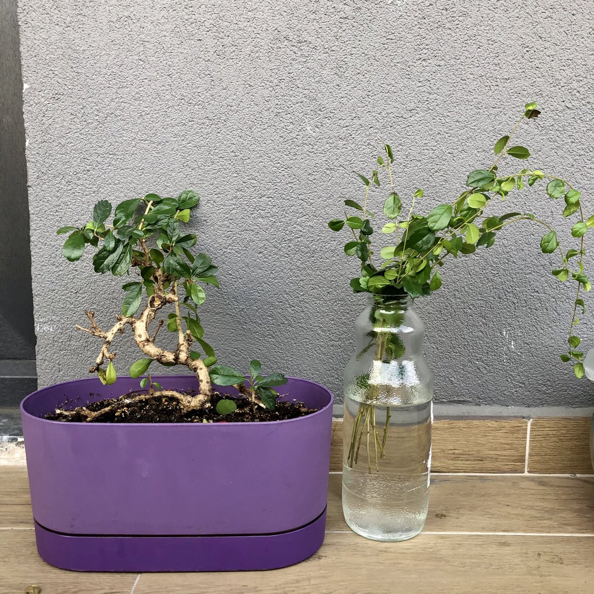 Babamdan sadece bonsaimi biraz budamasını istemişimdir🥲