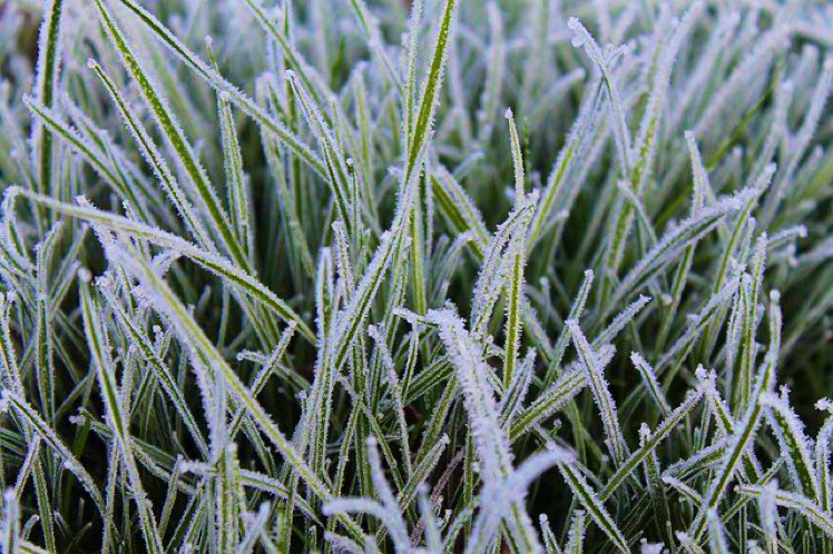 3. FOX FROST is frost thick enough to separate individual blades of grass, and lift pieces of loose earth from the surface of the ground.