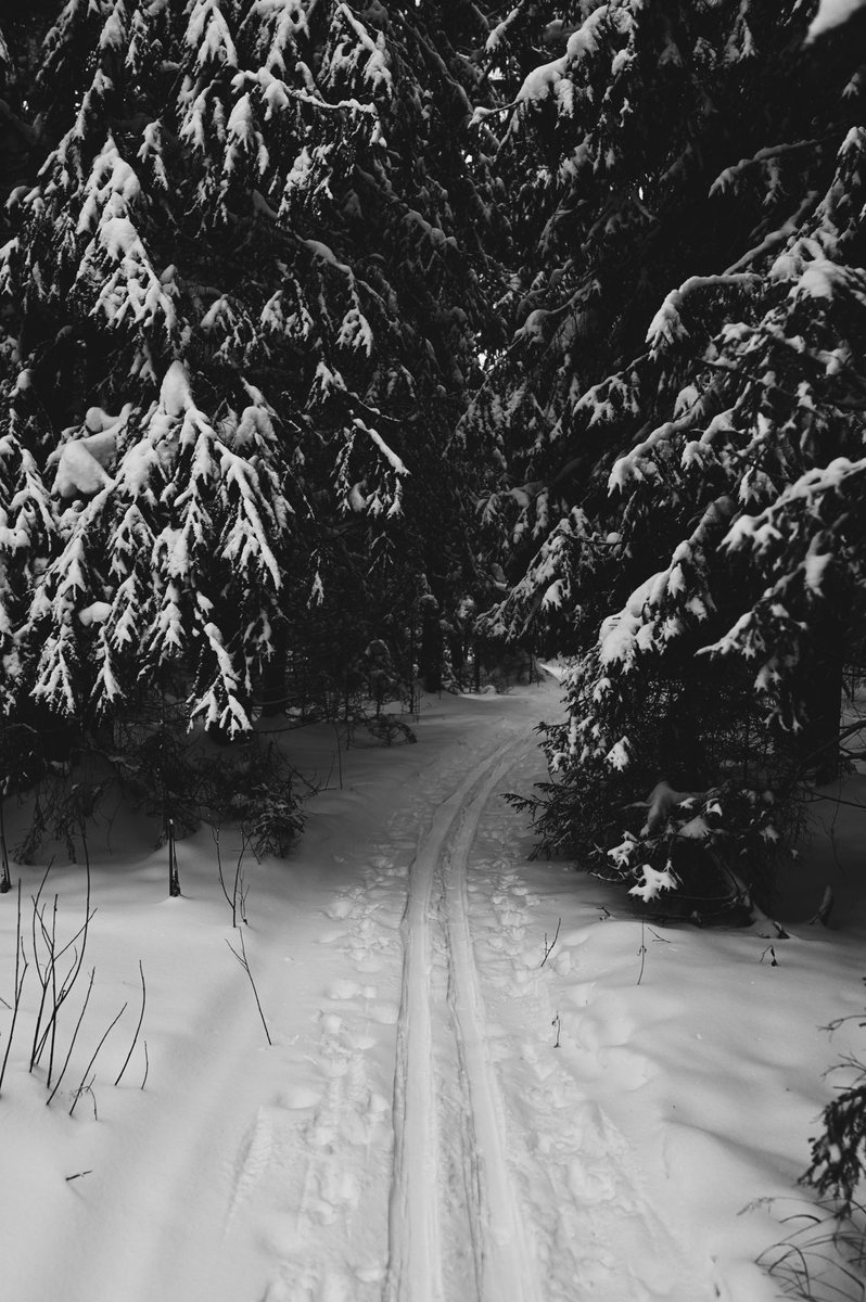 ArtShaposhnikov's tweet photo. Это лес #forest #forestphotography #snow #january #bwphotography #bw #monochrome #blackandwhite #blackandwhitephotography #mood #nikon #nikonrussia #nikonglobal #nikonz6 #35mm #vsko #winter https://t.co/pVIBfs6ceI