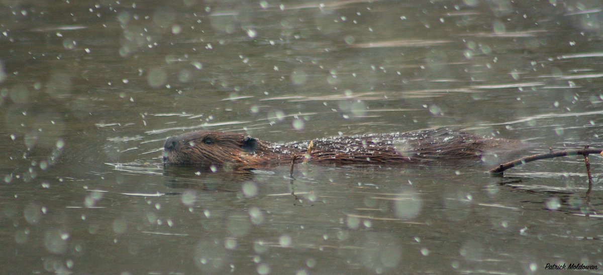 Algonquin Wildlife Research Station tweet media