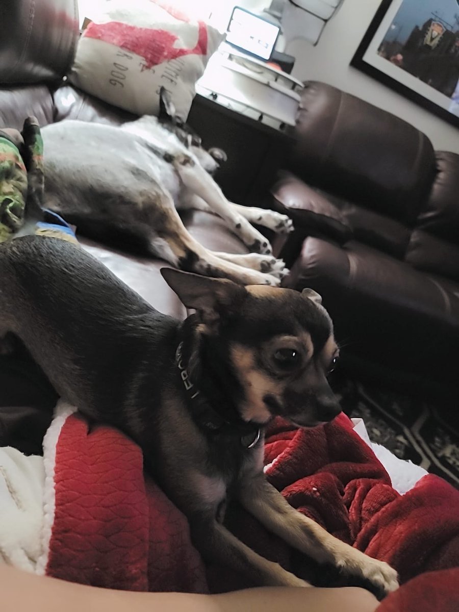 as_leroy's tweet photo. Hey Becky....LOOK AT THAT BUTT !!!!!! #chihuahuas #chihuahua #dogs #dog #doglovers #doglife #dogsoftwitter #smiles #doggy #dogfriendly #DogLover #dogsontwitter #stonedhound #dogsofinstagram #woof #bark #jokes #comedy #dogsoftwitter https://t.co/DGcEcrckuL