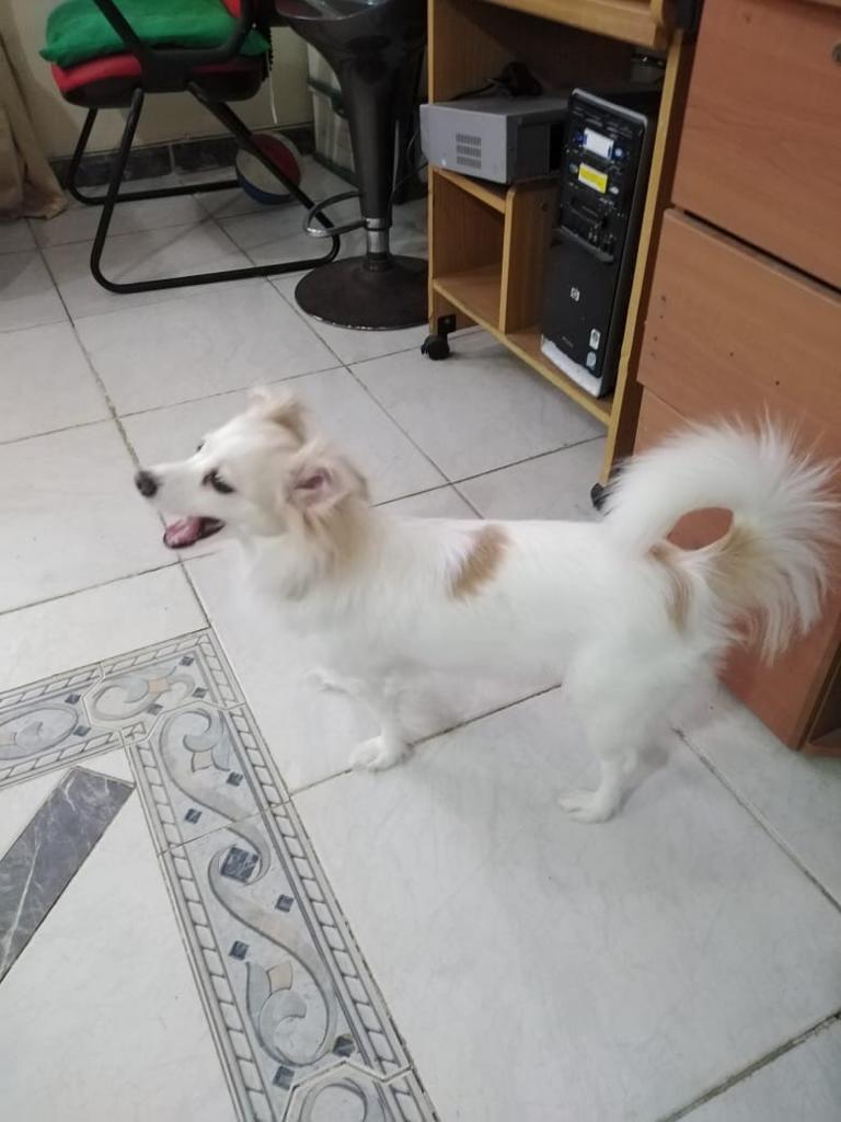 توصيل حيوانات 0539505550واتس tweet media