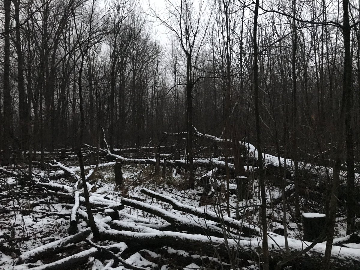 BryanBedard's tweet photo. #devonwood https://t.co/DUaB1O7zkP
