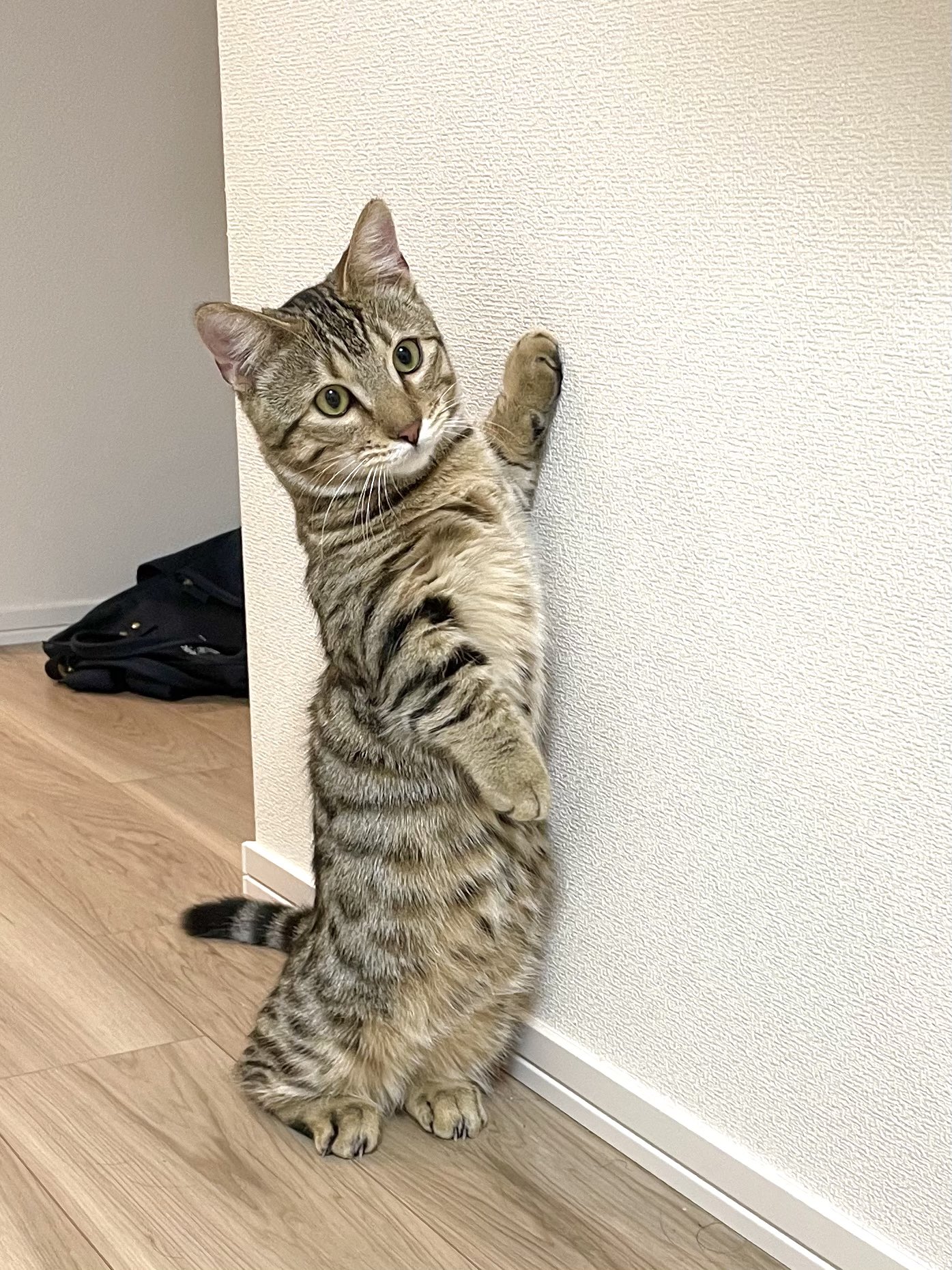 シンバちゃんねる 短足ジェネッタ おはようございます また変な立ち方して 君は猫なのか Ww 猫 猫好きさんと繋がりたい 猫のいる幸せ 猫をtlに流しちゃおう ジェネッタ ベンガル マンチカン マンチカン立ち T Co Qk3j2l8wqa Twitter