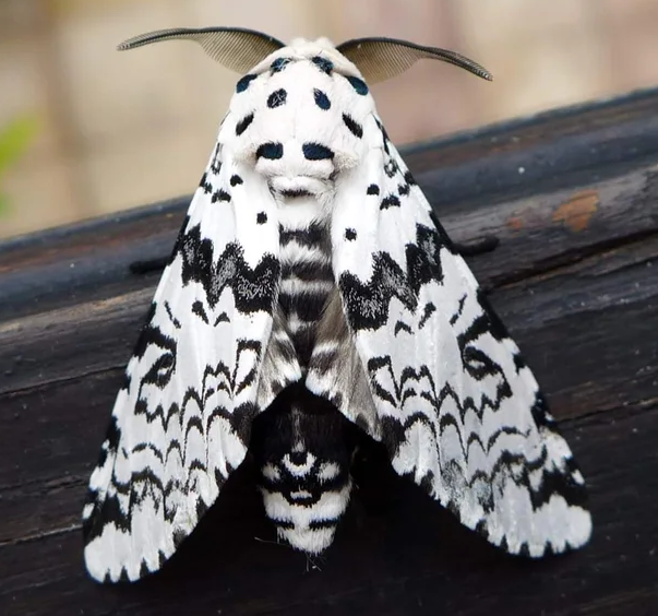 jilipi_'s tweet photo. Based on https://t.co/KVmQhgNcoa !
#moth #doodle https://t.co/4aNCqb5dLA