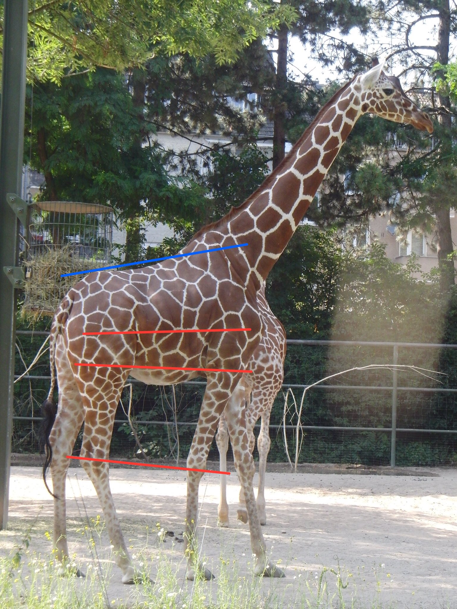 郡司芽久 キリン研究者 コラのような短足のキリン 四肢の骨格の形成不全だろうとのこと 首の長さはわずかに短いかな くらい こういうこともあるのか なお 左の個体は17年5月から 右の個体は年7月から観察記録がなく 死んでしまった可能性