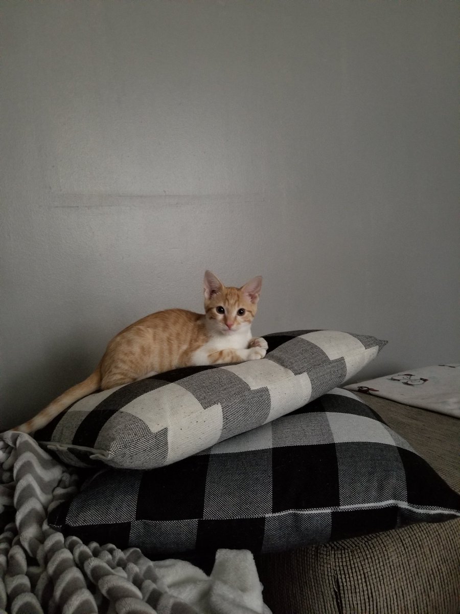 First day of adoption