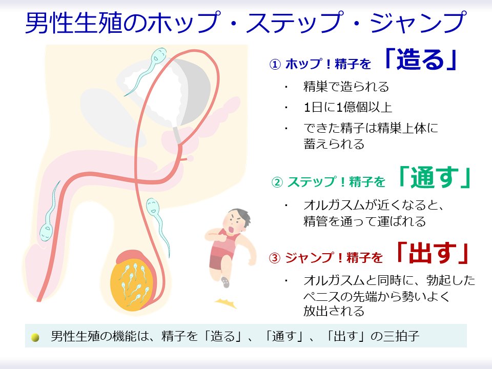 【男性生殖機能の三拍子】

男性の生殖機能、つまり子どもをつくるためには、

精子を...
　①造る
　②通す
　③出す
の三拍子揃って必要です。

スポーツに例えるなら三段跳びでしょうか。

男性不妊症の原因を考えるとき、このどれがうまくいかないのか、を考えます。