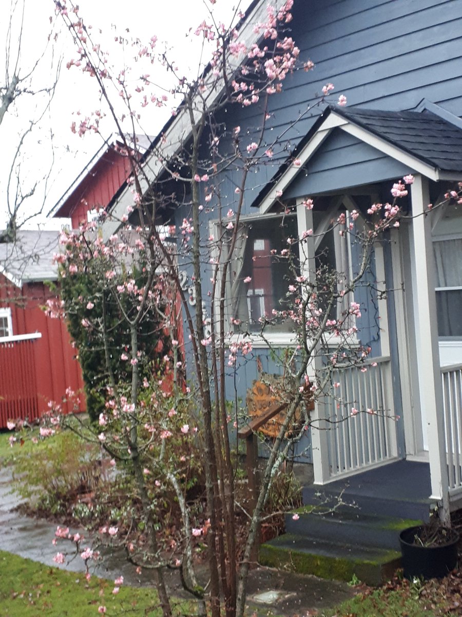 Blossoms in Sidney. Jan 2, 2021