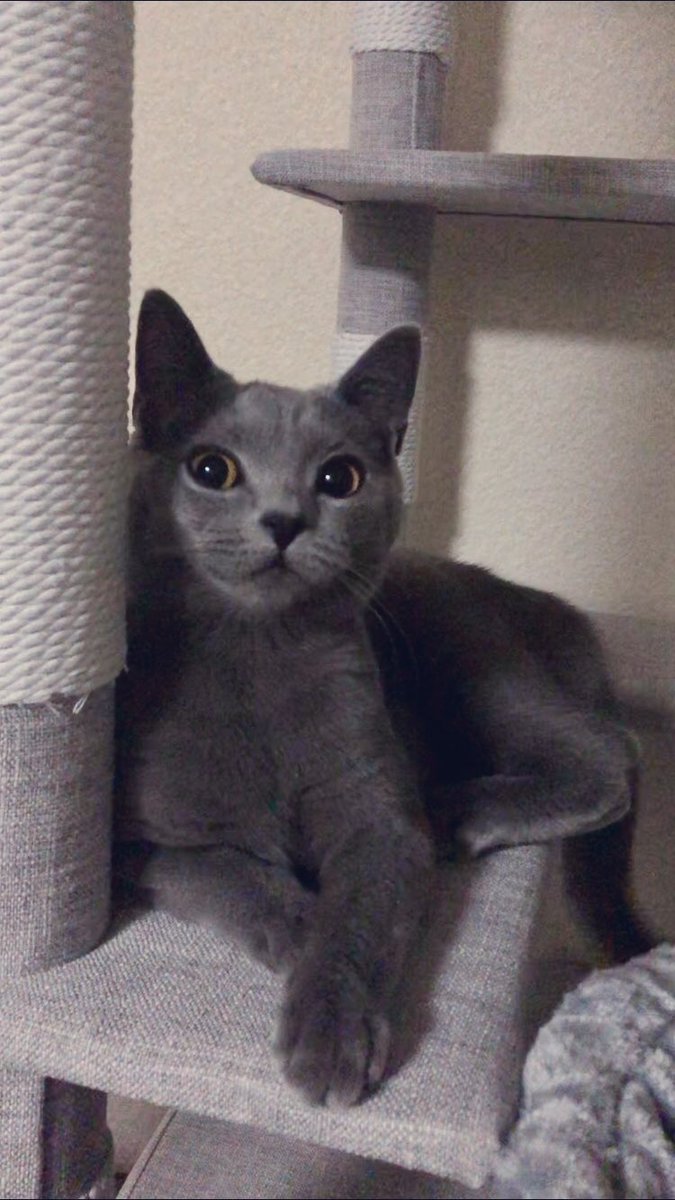azunyaneko's tweet photo. ちょっとドヤ顔
 #シャルトリュー
 #猫好きさんと繋がりたい 
 #ドヤ顔 
 #投薬残り1週間 https://t.co/juD9I0MjUM
