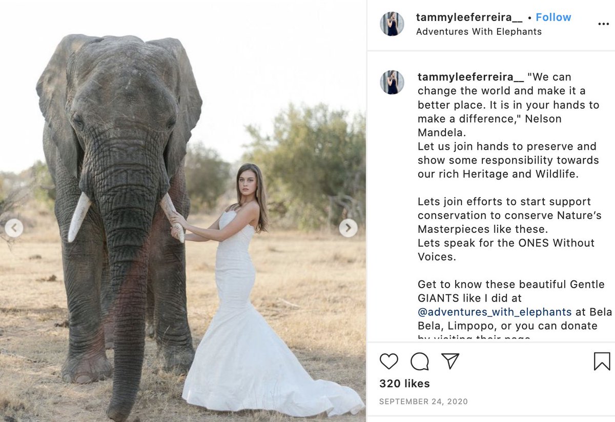 3. Adventures with Elephants is one of those fake sanctuaries that pretends to care about the welfare of animals but actually exploits and abuses them for profit. There are many of them in South Africa and Southeast Asia. Adventures IG:  https://bit.ly/3hFPJGK&nbsp;