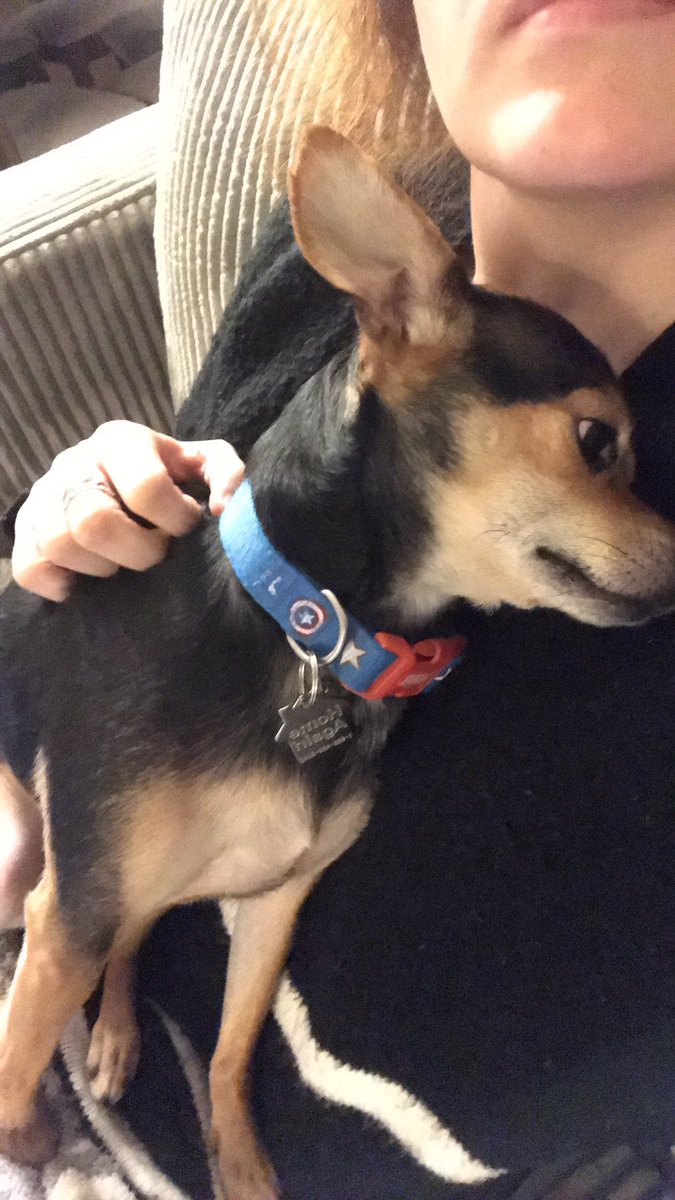 FookVicky's tweet image. When you finally get in a writing groove but can only write 1 word per minute bc this needy little alien sticks his tongue up your nose every time you stop petting him