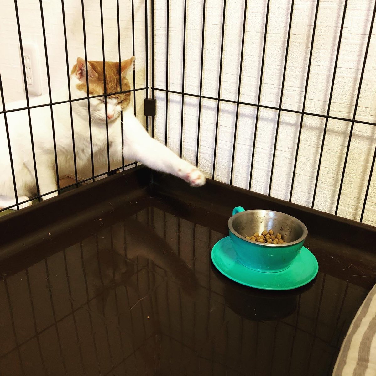 chibimama111's tweet photo. 食べた過ぎる男

#我が家のねこ自慢 https://t.co/rOIDiPf2mE