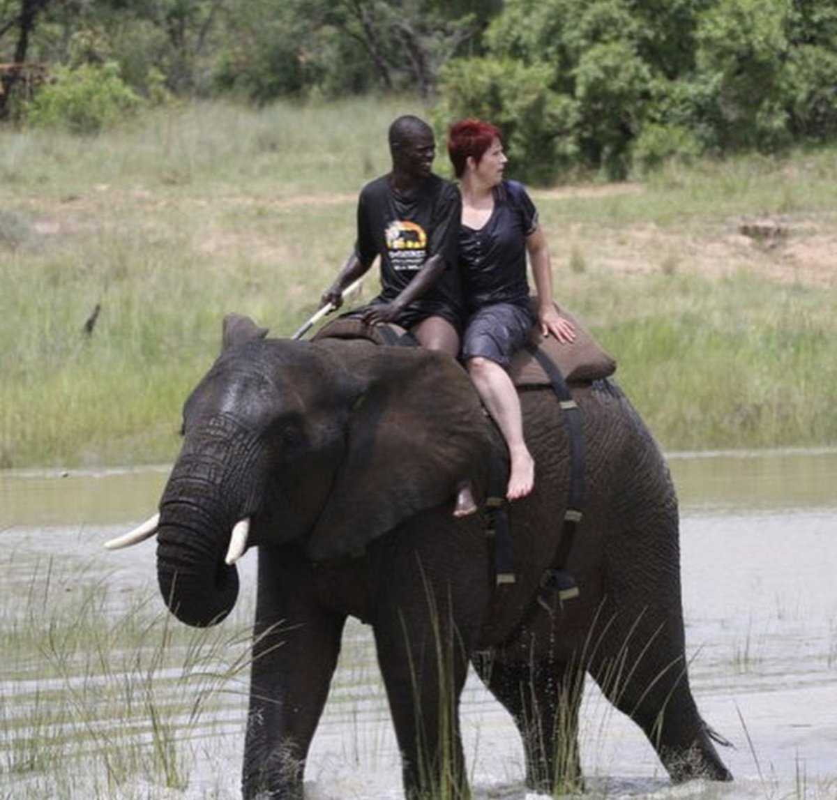 5. The Hensman family knows how bad some of their practices are. It's been years since they've posted elephant riding on their social media (none on IG, some on FB). But they offer elephant riding which is a cruel and abusive practice. Adventures IG:  https://bit.ly/3hFPJGK&nbsp;