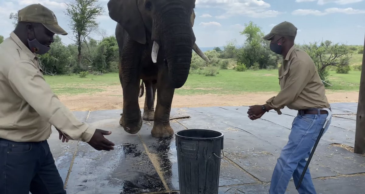 6. Adventures with Elephants also uses bullhooksBullhooks are instruments of torture meant to scare elephants into doing what their human handlers want.I was able to find multiple examples of their handlers carrying bullhooks.The man on the right has a bullhook on his belt.