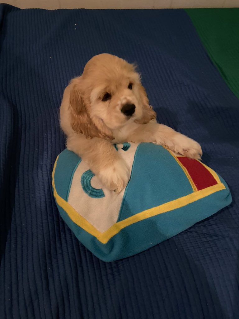 ddyerj's tweet photo. Llegó y directo eligió su almohada https://t.co/lUUIH5i0e4