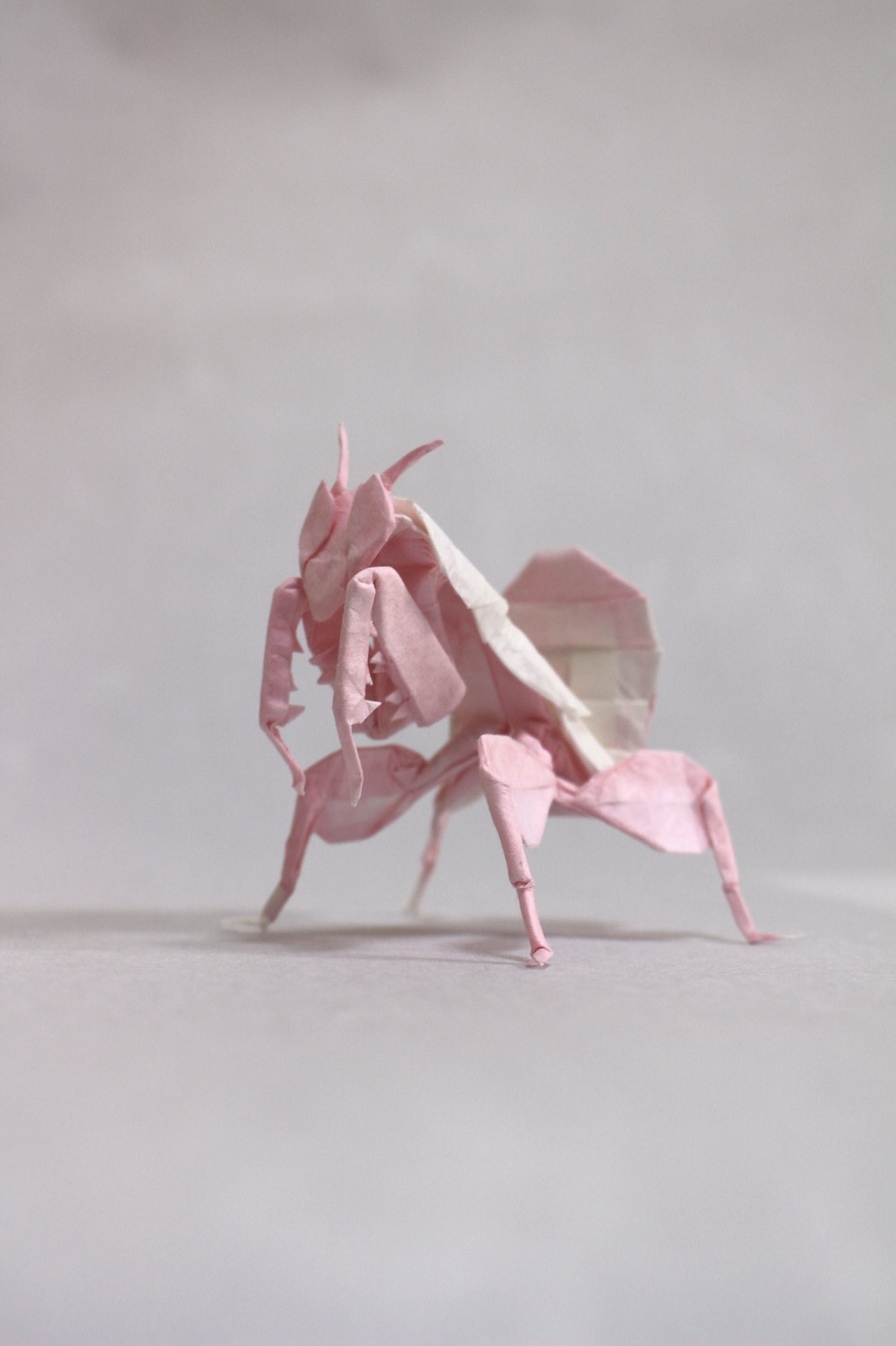 リンコウ ハナカマキリ 創作者 リンコウ 折り手 リンコウ 不切正方形一枚折り T Co Er2hdztlgb Twitter