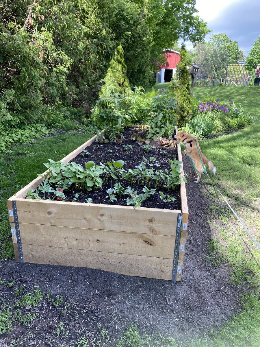 I’ll start us off with pictures of my first tobogganing in over a decade, a re-developed flower garden, a garage Christmas, and our new raised vegetable garden.