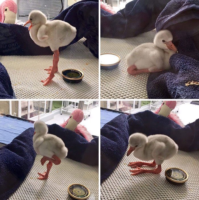 marfilu_'s tweet photo. Por qué este flamingo bebé parece un pato mamado que se saltó el día de pierna https://t.co/QLoigW0Yv7