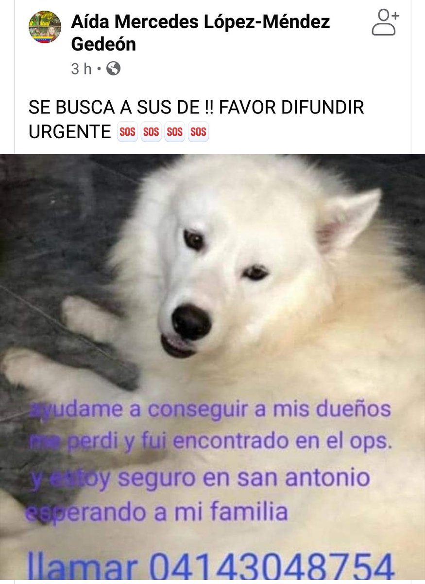 PerroUsuario's tweet photo. #EXTRAVIADO RT @azlinjdgaby: Aparecio en #ElOPS, y está resguardado en #SantoAntonio..Buscan a sus dueños. Cualquier información llamar al número publicado 👇 https://t.co/lFQugOOOhN