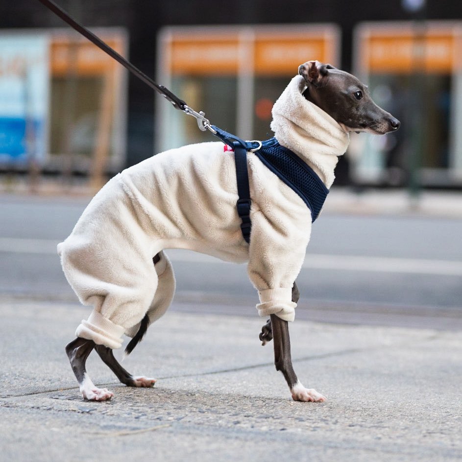 thedogist's tweet image. Babe, Italian Greyhound (1.5 y/o), 9th &amp;amp; Broadway, New York, NY • “I invest more in her wardrobe than my own. Three drawers in my closet. A bunch of bodysuits – I get most of them from Etsy. She loves being called gorgeous.”