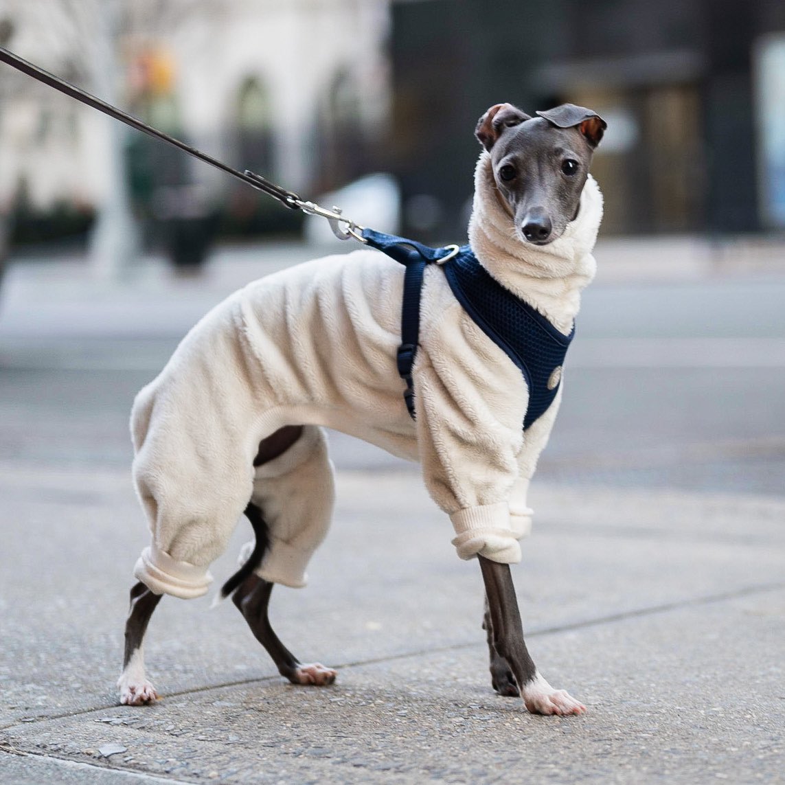 thedogist's tweet image. Babe, Italian Greyhound (1.5 y/o), 9th &amp;amp; Broadway, New York, NY • “I invest more in her wardrobe than my own. Three drawers in my closet. A bunch of bodysuits – I get most of them from Etsy. She loves being called gorgeous.”