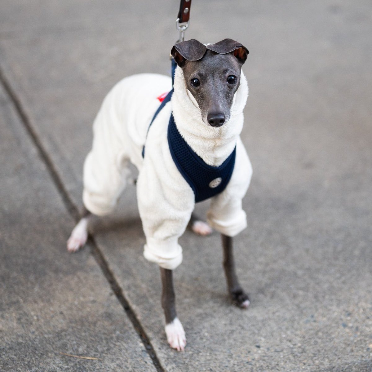 thedogist's tweet image. Babe, Italian Greyhound (1.5 y/o), 9th &amp;amp; Broadway, New York, NY • “I invest more in her wardrobe than my own. Three drawers in my closet. A bunch of bodysuits – I get most of them from Etsy. She loves being called gorgeous.”