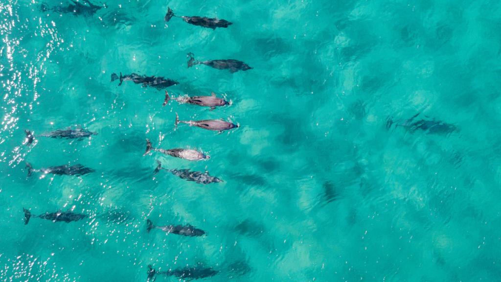 IBMWatson: The face mask you’re wearing or the plastic bottle you’re drinking from can easily find its way into the world’s oceans. 

Here’s how Watson Assistant and Soul Machines are helping the UN keep our oceans clean: ibm.co/388aR5o