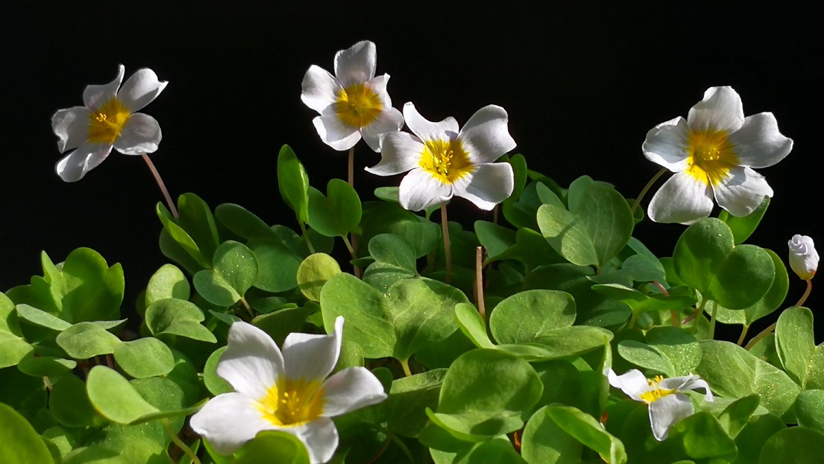 May91974480's tweet photo. 💚💚💮❇️🔆💚💚💮❇️🔆💚💚 #flowers #nature #sky #trees #mountains #leaf https://t.co/5TYXpFvrnW