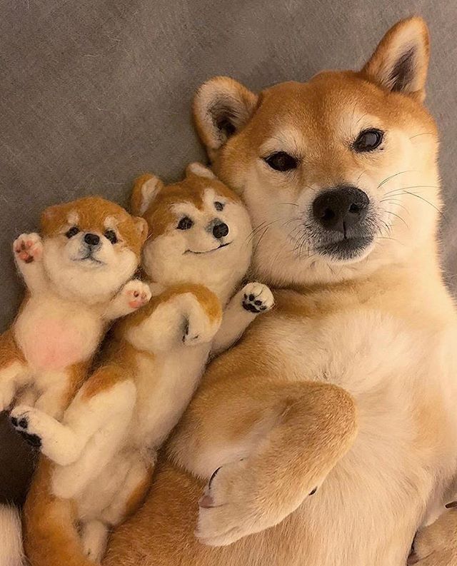 狗急VPN加速器 tweet media