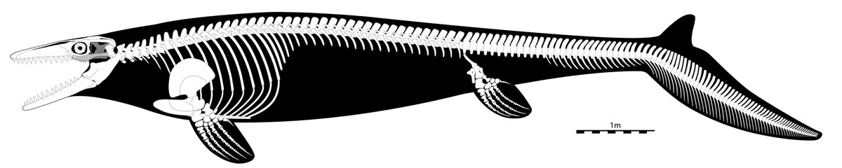 Reposting an older project on yet ANOTHER social platform, because why not? My skeletal reconstruction of Mosasaurus hoffmannii: artstation.com/artwork/ELqmnv #MosasaurMonday #Mosasaurus