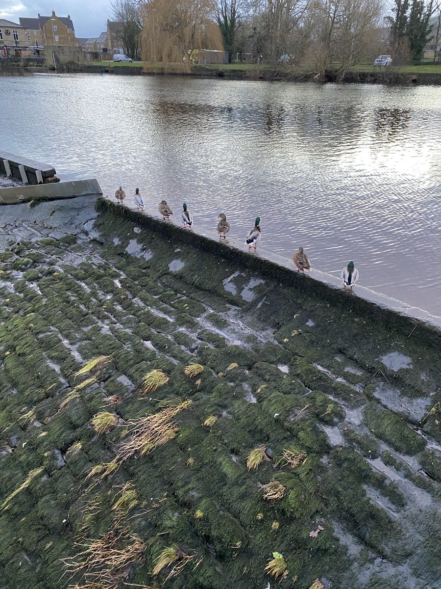 Petethacker's tweet image. Love this. Like the ducks had a seating plan. Boy,girl, boy, girl etc