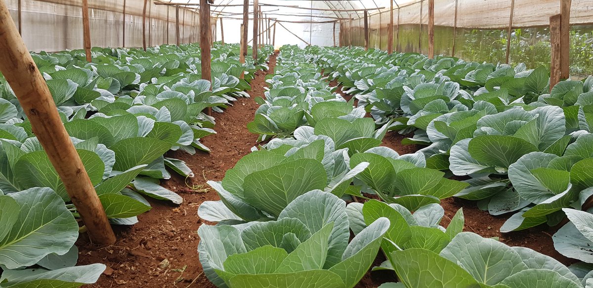 RamaraFarm's tweet photo. Happy New Year! January menu loading... https://t.co/WYmIKEsJAS