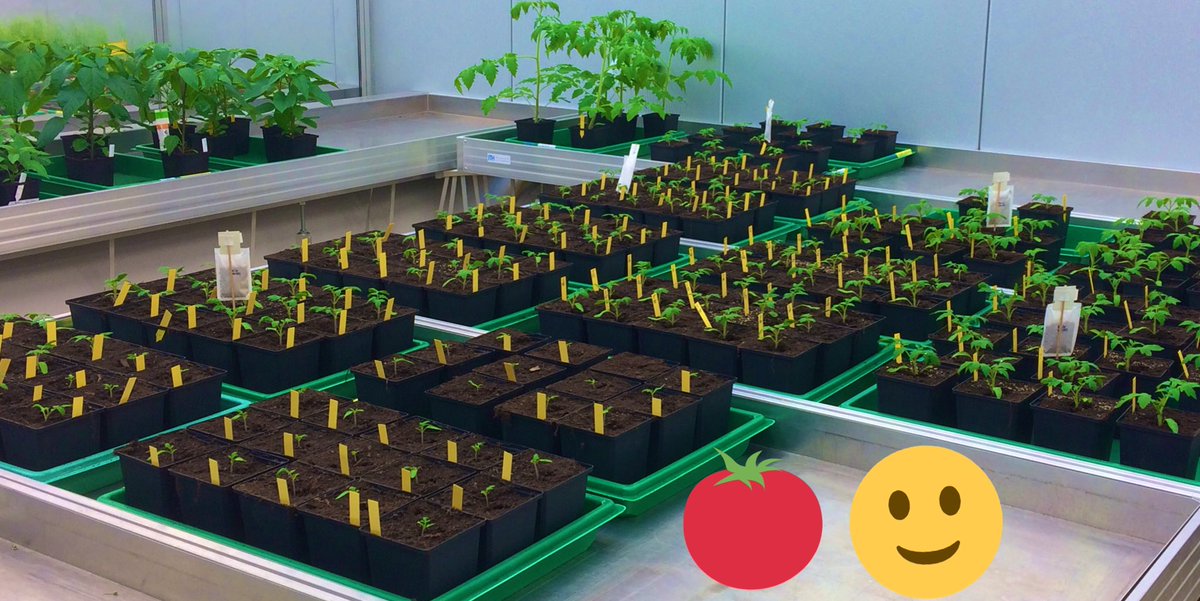 Kirill Schenstniy (@k_schenstniy) on Twitter photo These wonderful plants served my last PhD experiment. A segregating population for 4 genes ✅ These wonderful plants served my last PhD experiment. A segregating population for 4 genes ✅