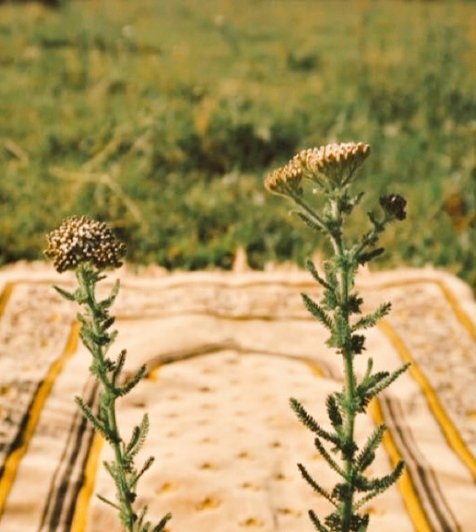 • Siz siz olun içinizi sadece secdelere dökün, zira insanlar incitir.