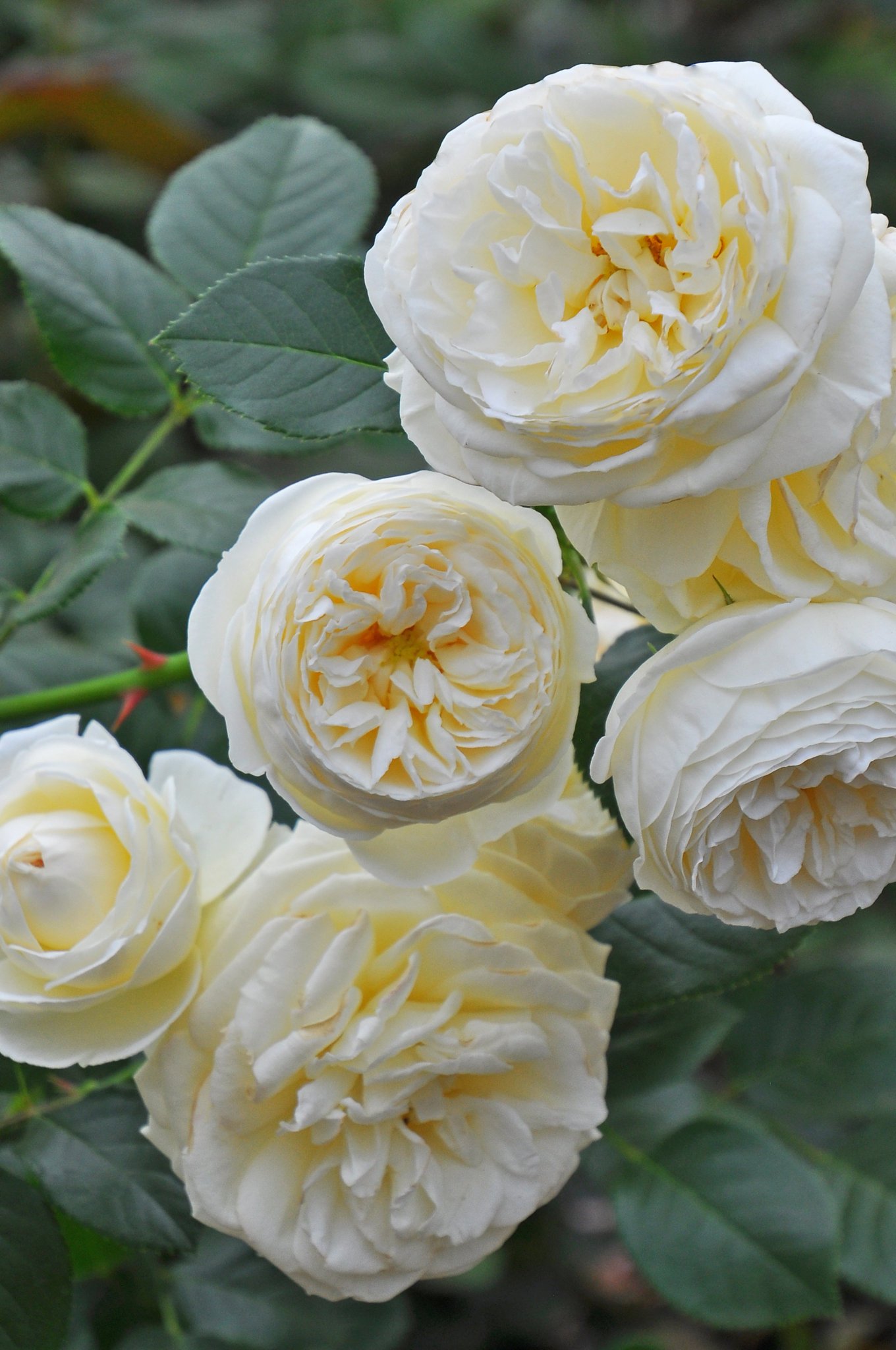 バラの家 公式本店 Rosa Orientis アルテミス Artemis ミルキーなオフホワイトの花色にコロンとしたカップ咲きの中輪房咲き 耐病性に優れ育てやすいシュラブ 公式本店 T Co Ig9y2pfnpw 楽天店 T Co Tw06pzbm24