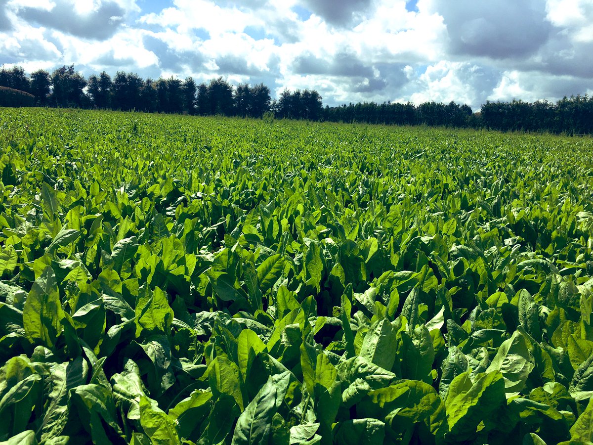 PauricRooney's tweet photo. 20mls of rain over the weekend. Has increase the growth rates on the chicory paddocks.
Cows starting they’re second round tomorrow 🥬 
#summercrop https://t.co/NXI3kFqmZ4