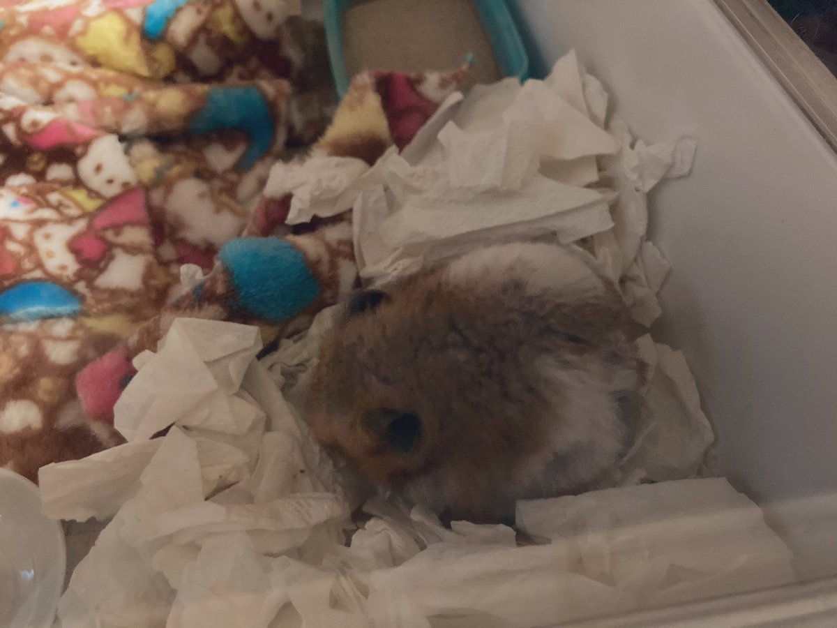 hamuyashiki's tweet photo. ハム団子。
#モンチャック #MONCHUCK #ハムスター #hamster https://t.co/1P9Whphg4e