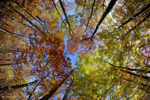 HHMU_Banksia's tweet photo. #Honour & #Protect #TheSacred
#OneGreatFamilyTREE
#AllOneForest <> #OneEnergy!
@DuncanHarkis @HemantWagh1984
#KoKoReiki <> #KoKoLove
#AndWePray https://t.co/kbs10bgnxg