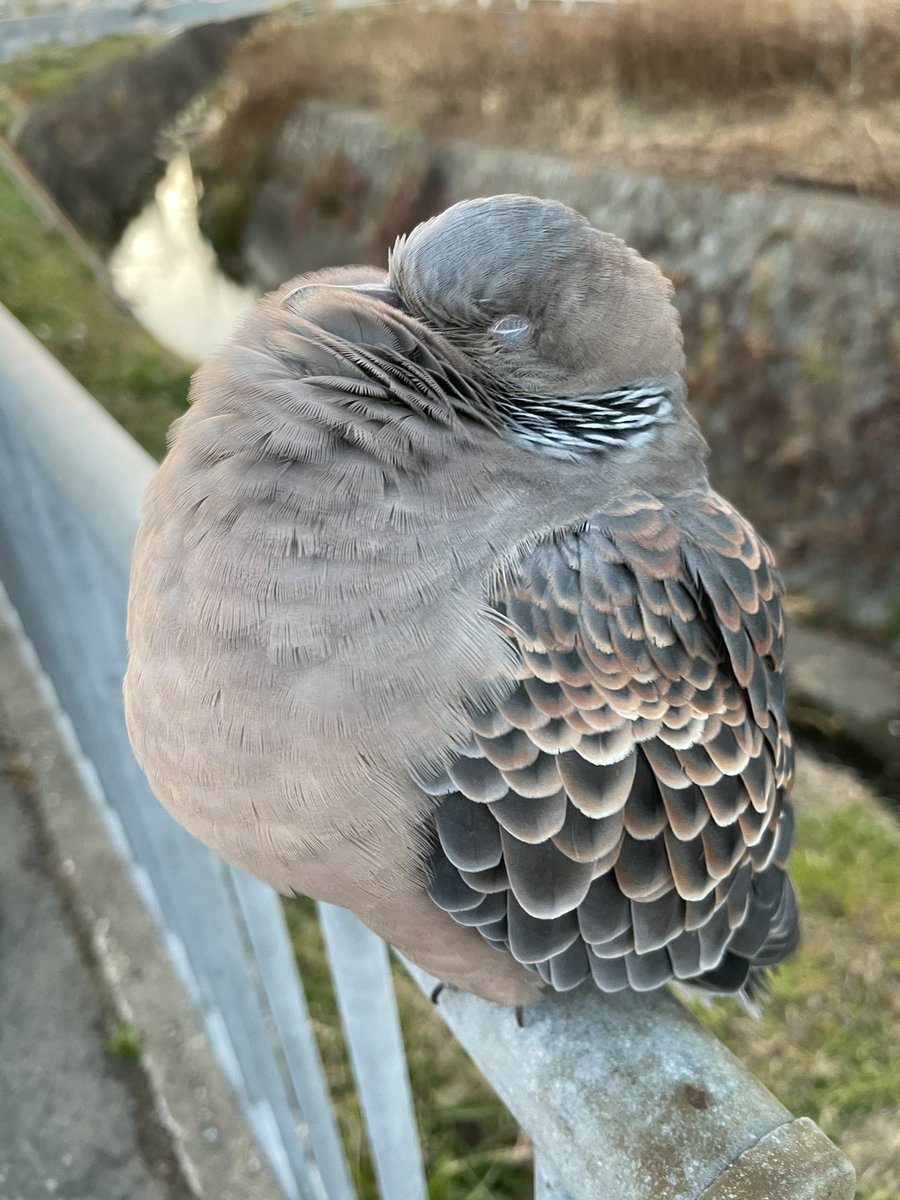 竹元 散歩してたら 鳩が爆睡していた うちの柴犬は全然気づかなかったので 抱っこしてやったらやっと気づいて フンフン 流石に鳩の方も目を開けて しばらくは状況判断してたけど うわっ って感じで後方へ飛んで逃げていた 鳩さん 驚かせて