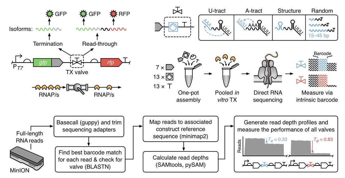 Thomas Gorochowski tweet media
