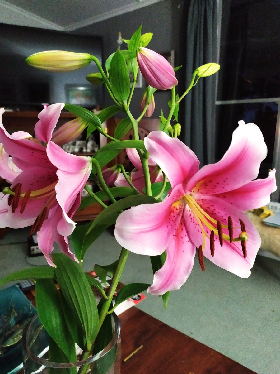 KiwiLadyDi tweet media