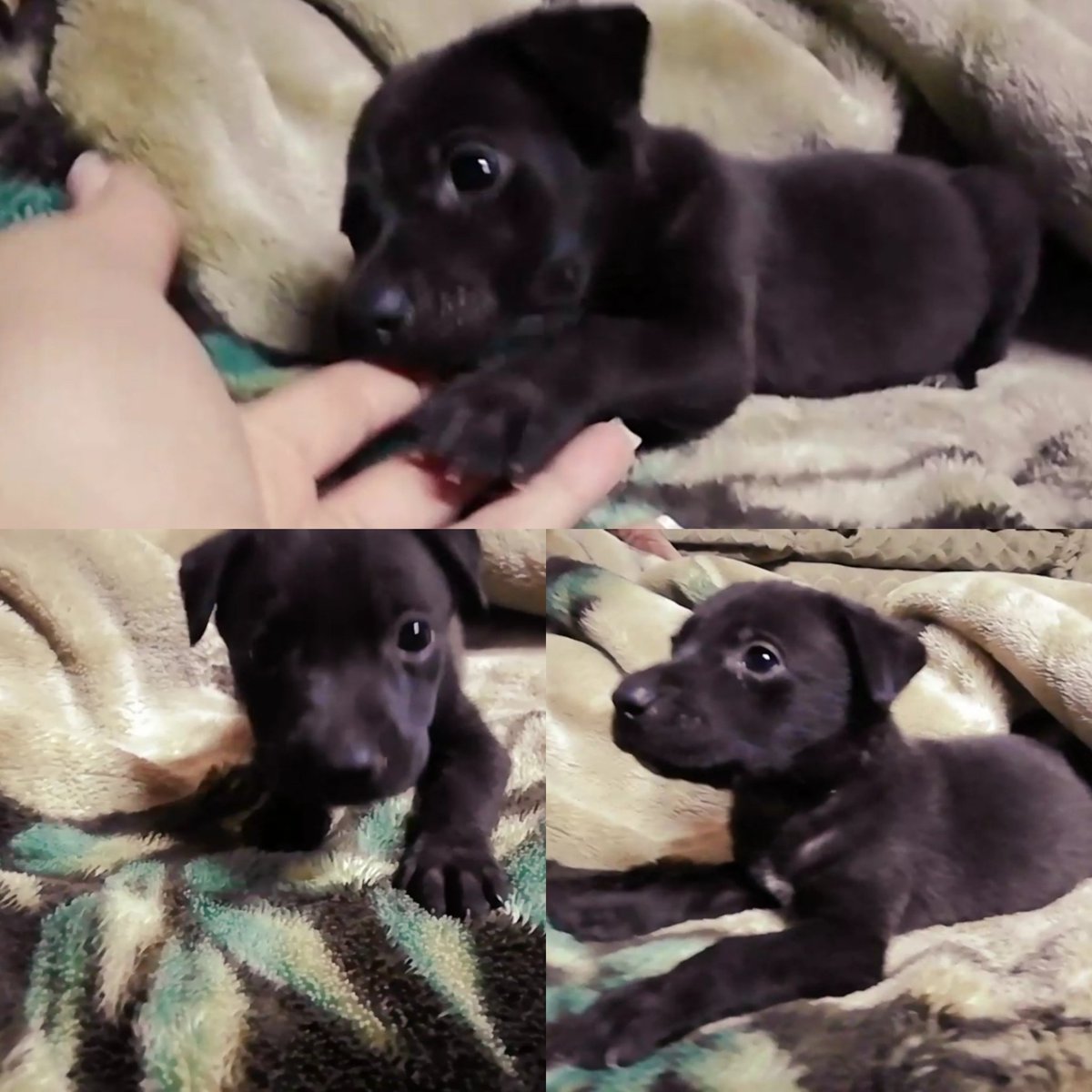 JanaSantander's tweet image. ⚠️⚠️Este cachorrito BUSCA UN HOGAR. 

Le dejaron tirado en la calle en medio de la noche.💔😭 
Es un machito super juguetón y tierno. No puedo quedarme con él ya que tengo dos perrotes que le quieren comer 😭

RT POR FAVOR 🙏🏼🙏🏼💖

Contactos al 0984411009