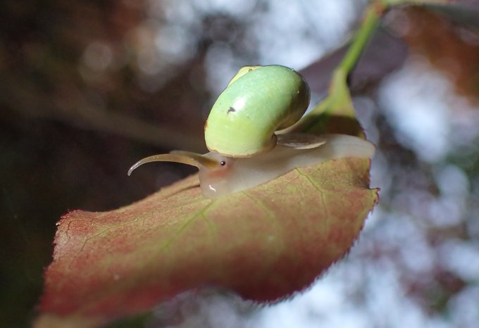 アオミオカタニシのtwitterイラスト検索結果